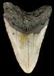 Bargain Megalodon Tooth - North Carolina #45633-2
